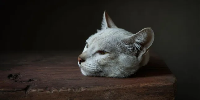 Arti Mimpi Kepala Kucing Putus: Makna dan Tafsir Lengkap
