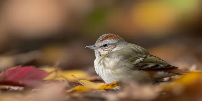 Arti Mimpi Melihat Bangkai Burung: Makna dan Tafsir Lengkap