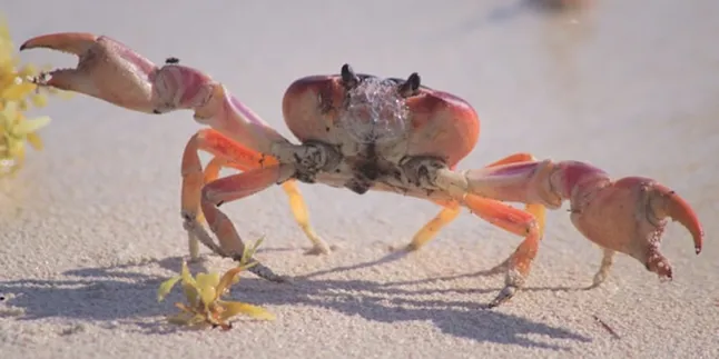 Arti Mimpi Menangkap Kepiting dengan Tangan: Tafsir dan Maknanya Arti Mimpi Menangkap Kepiting dengan Tangan: Tafsir dan Maknanya