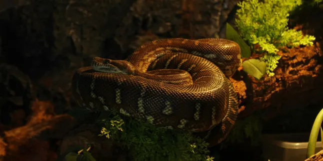 Meaning of a Dream about a Snake Entering the House in Islam: Interpretation and Its Significance