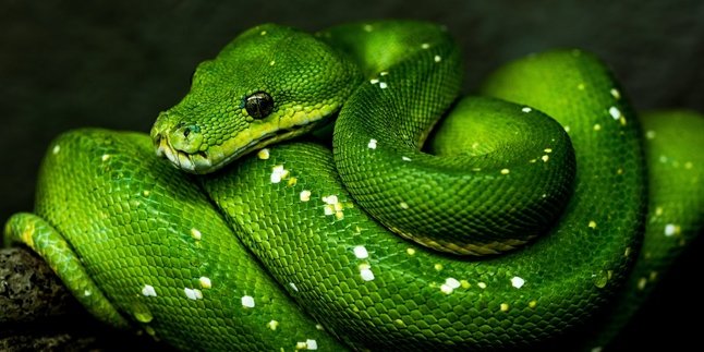 18 Meanings of Snake Dreams According to Islam & Javanese Primbon, Can Be a Symbol of Luck - Misfortune