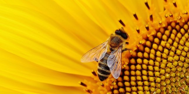 Arti My Bee Sebagai Panggilan Sayang, Ketahui Pula Daftar Sapaan Lainnya