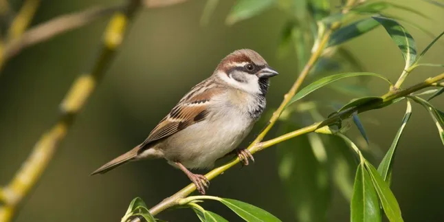 Arti Nama Pipit: Makna, Karakteristik, dan Kepribadian Lengkap