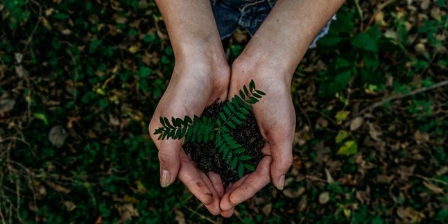 The Meaning of Reforestation, Benefits, and Characteristics of Plants that Can Be Chosen