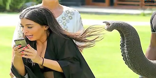 Asyik Selfie, Kim Kardashian Diserang Gajah