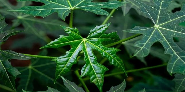 Boiled Papaya Leaves: An Easy Way to Lower Diabetes and High Blood Pressure