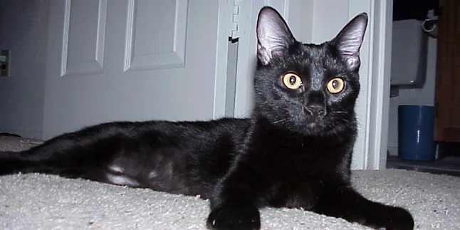 Awas Terhipnotis! Kucing Hitam Ini Ternyata Bisa Bernyanyi