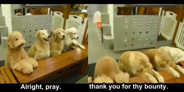 Bahkan Anjing Aja Berdoa Sebelum Makan!