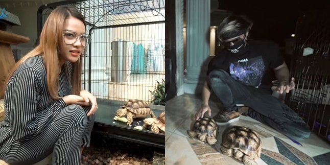 Like a Child, Here are 8 Moments of Aurel Hermansyah Taking Care of Atta Halilintar's Pet Turtle