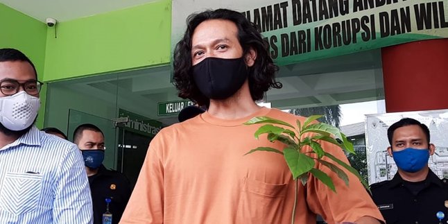 Free from RSKO, Bring Home an Avocado Tree, Dwi Sasono: Not a Marijuana Plant