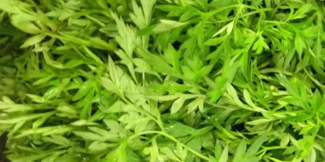 Begini Cara Konsumsi Daun Kenikir untuk Atasi Hipertensi dan Cegah Kanker