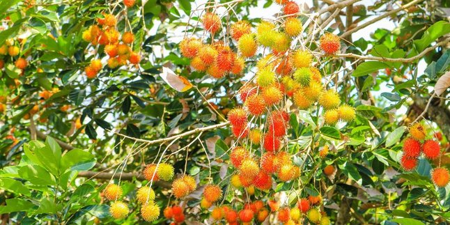 This is How to Boil Rambutan Leaves to Overcome Diarrhea and Headaches