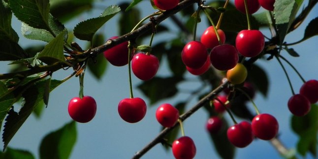 This is How to Boil Cherry Leaves as a Cancer Preventive, Complete with Consumption Tips and Side Effects