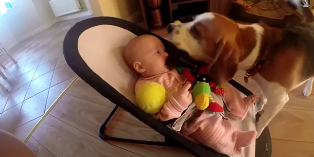 Begini Cara Seekor Anjing Minta Maaf Kepada Bayi, Sweet
