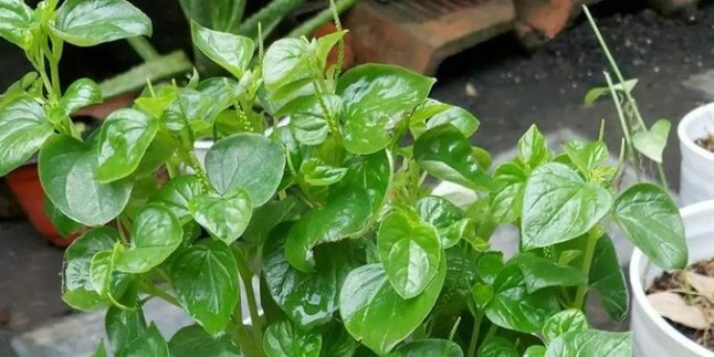 Is It True That Chinese Betel Can Effectively Lower Cholesterol? Find the Facts Here!