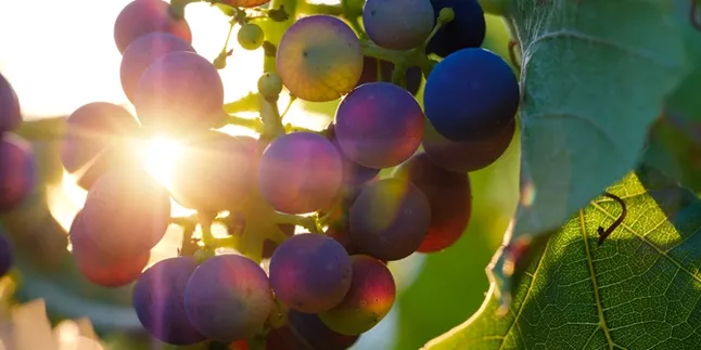 Berjemur Masih Marak Kala Pandemi Covid-19 Berlangsung, Ini Dampak Positif dan Negatif Sinar Matahari