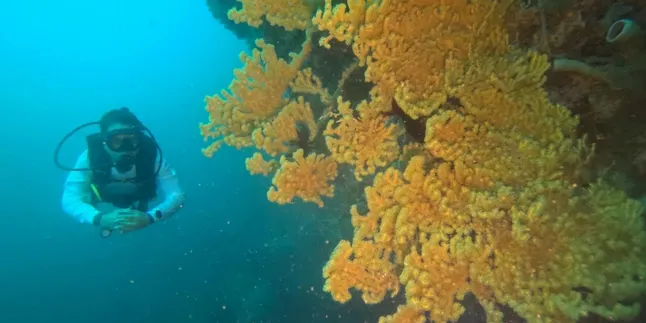 BerSEAnergi untuk Laut, PIS Tanam 525 Terumbu Karang di Maluku