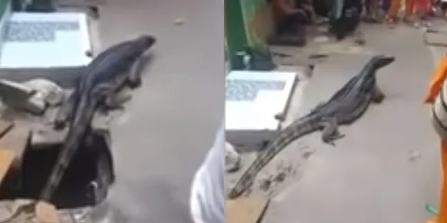 Biawak Keluar Dari Got Di Perkampungan Ini Bikin Heboh Warga