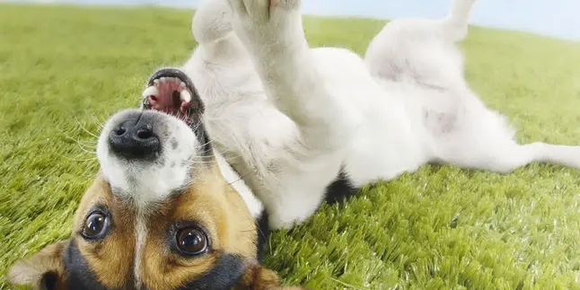 Bikin Haru, Anjing Ini Histeris Karena Rindu Majikan