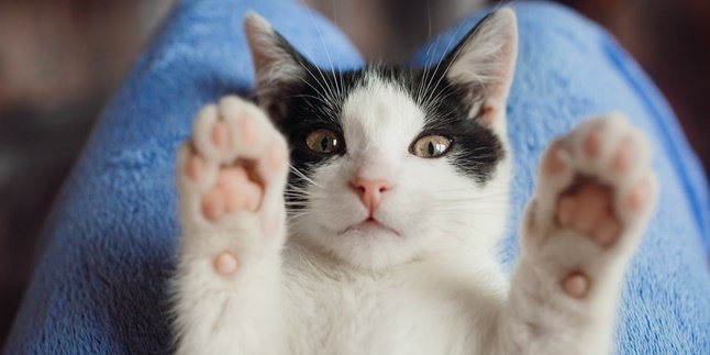 Can Be Dangerous! These are 5 Bad Effects of Cat Fur on Health