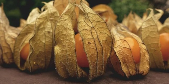 Buah Ciplukan Makin Langka, Padahal Berkhasiat Turunkan Kadar Kolesterol dan Gula Darah