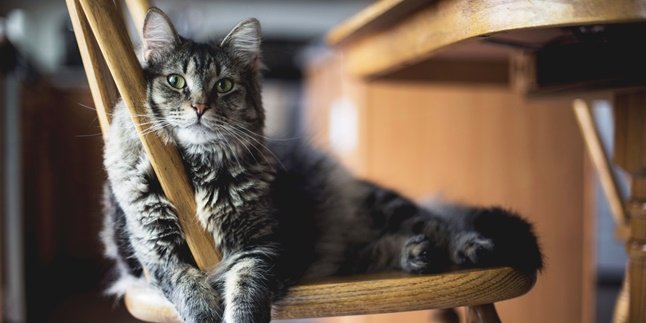 Bulu Kucing Rontok, Ini 6 Penyebab dan Cara Mengatasinya