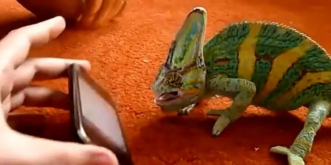 Bunglon Ini Menjerit Melihat Ponsel, Ada Apa?