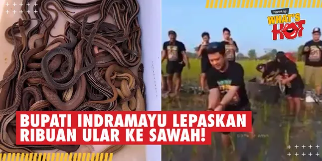 Indramayu Regent Releases Thousands of Snakes into Rice Fields, To Fight Rat Pests?
