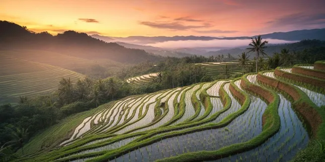 Caption IG di Sawah: Kumpulan Kata-kata Indah untuk Foto Pemandangan Persawahan