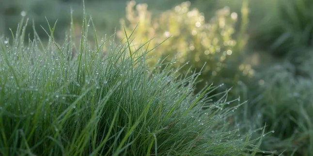 Caption IG Tentang Rumput: Inspirasi Kata-kata Bijak untuk Media Sosial