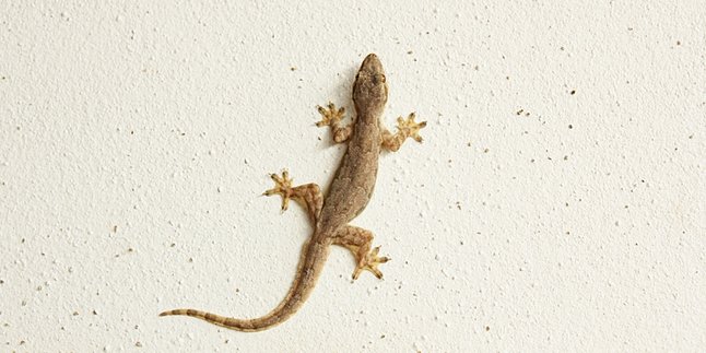Natural Ways to Drive Lizards Out of Your Home Without Dangerous Chemicals