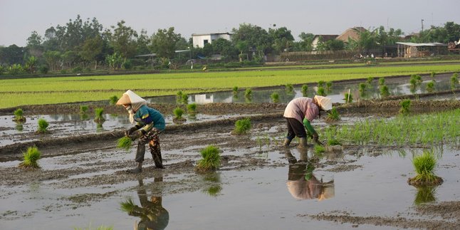 Cara Hitungan Hari Baik Menanam Padi Menurut Primbon Jawa, Panduan Tradisi untuk Petani