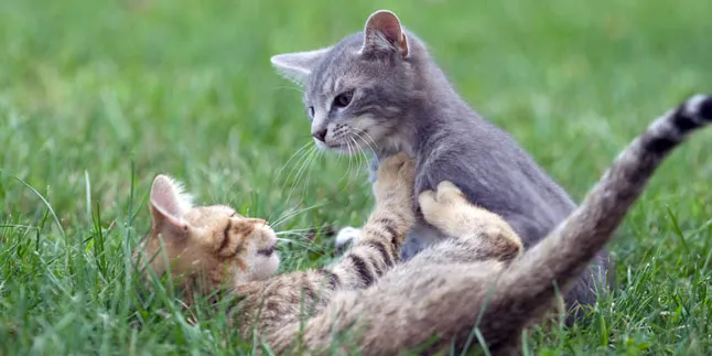 Cara Kenalan Kucing Biar Nggak Berantem Terus
