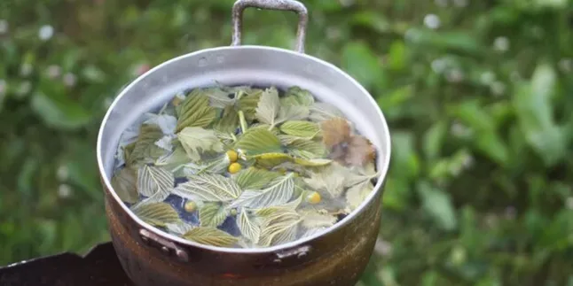 Cara Kerja Air Rebusan Daun Salam, Rahasia untuk Mengurangi Kolesterol Jahat dalam Tubuh Kita