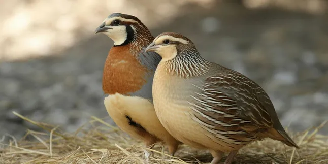 Cara Membedakan Burung Puyuh Jantan dan Betina