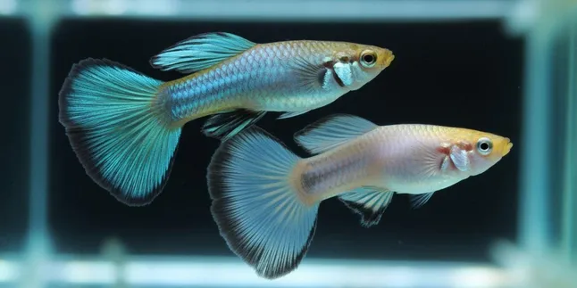 cara membedakan guppy jantan dan betina