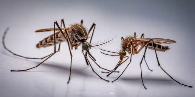 Cara Membedakan Nyamuk Jantan dan Betina