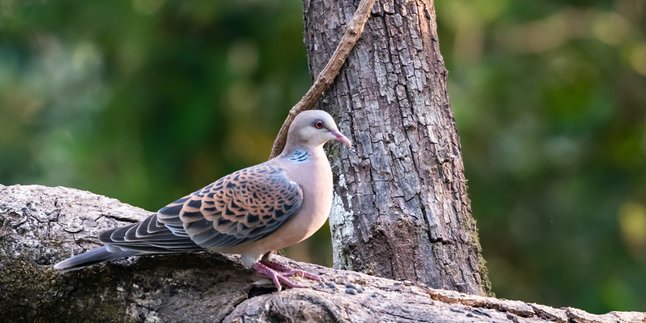How to Choose a Dove According to Javanese Primbon, Believed to Bring More Luck