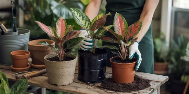 Cara Menanam Aglonema di Pot, Polybag, Botol Bekas, dan Tanah Terbuka
