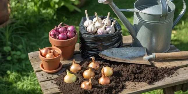 Cara Menanam Bawang Merah, Bawang Putih, dan Bawang Bombay di Pot, Polybag, hingga Tanah Terbuka