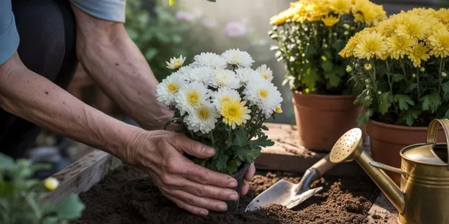 Cara Menanam Bunga Krisan: Panduan Lengkap untuk Pemula