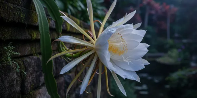 Cara Menanam Bunga Wijaya Kusuma