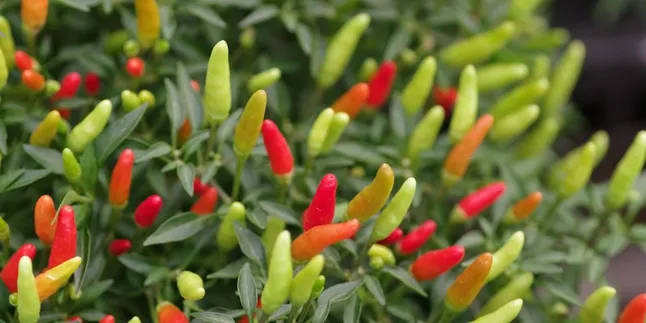 How to Plant Chili from Kitchen Chili, Is It Possible? Check Out the Explanation and Tips