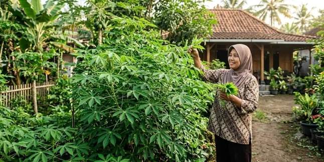 How to Plant Cassava Leaves for Abundant Shoots for a Higher Harvest