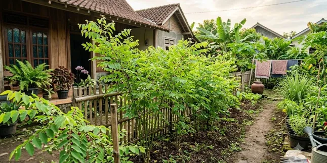 How to Plant Katuk to Encourage Budding and Lush Leaves, Complete Guide