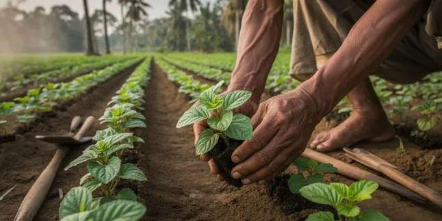 Cara Menanam Nilam: Panduan Lengkap Budidaya Tanaman Penghasil Minyak Atsiri