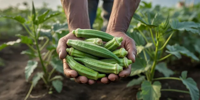 Cara Menanam Okra: Panduan Lengkap untuk Pemula