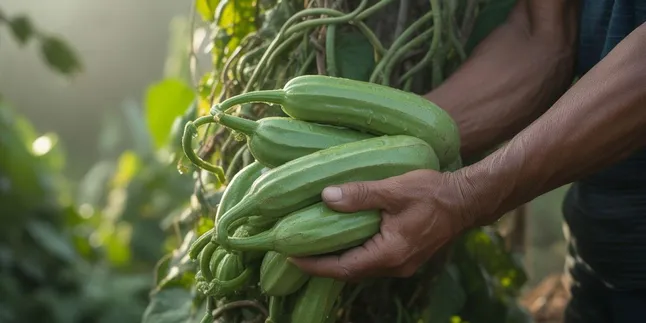 Cara Menanam Oyong: Panduan Lengkap dari Pembibitan hingga Panen
