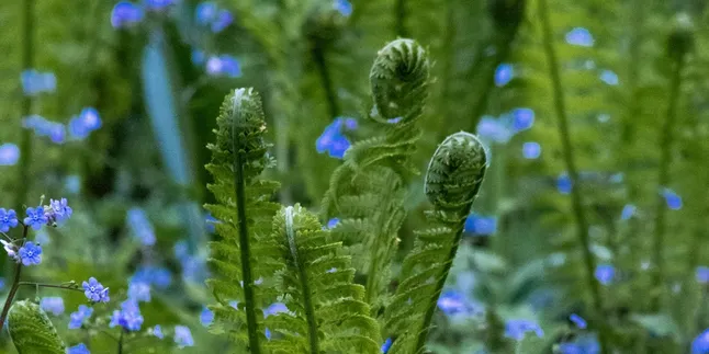 Cara Menanam Pakis Sayur: Panduan Lengkap untuk Pemula