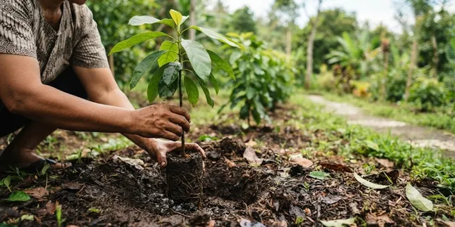 How to Plant an Avocado Tree in a Pot for Quick Fruiting